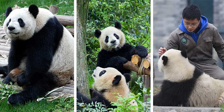 Giant Pandas in Dujiangyan Panda Base