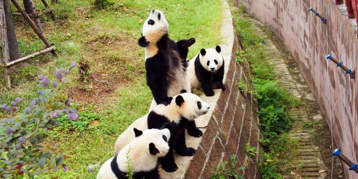 Chengdu Research Base of Giant Panda Breeding