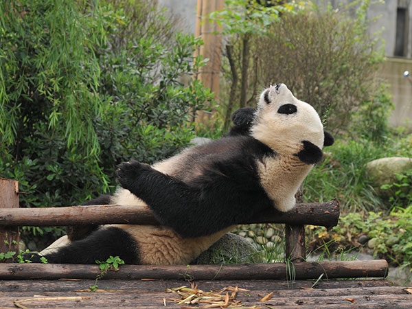 Giant Panda