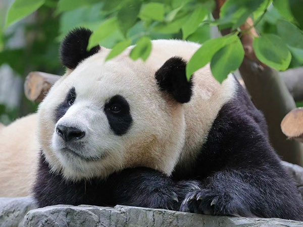 How to Visit Giant Pandas in Sichuan 2024/2025