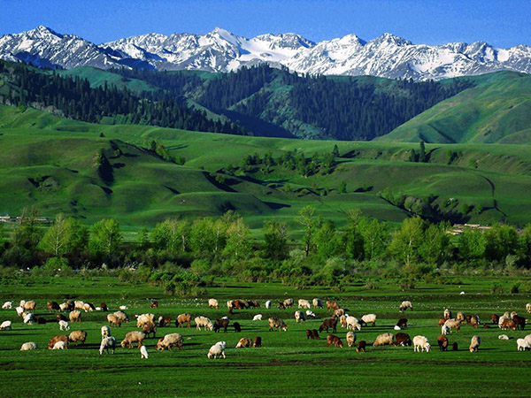 Xinjiang Grassland