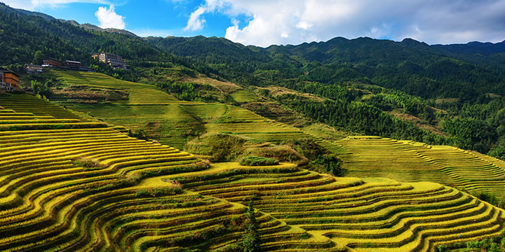 Longji Rice Terraces