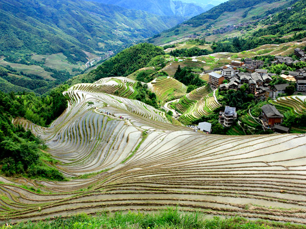 Longji Terraces