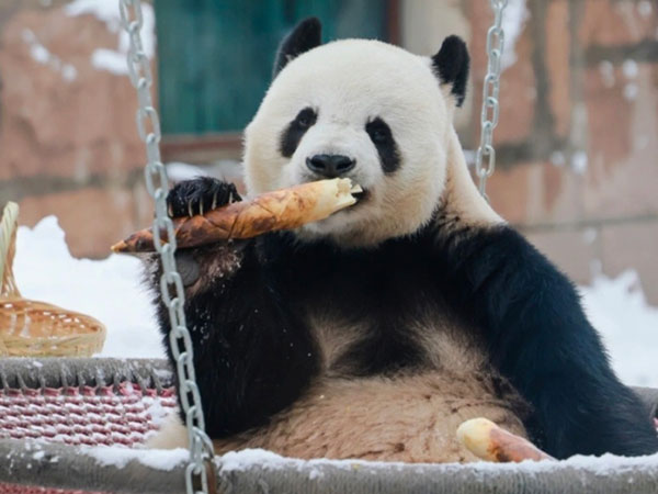 How to Visit Giant Pandas in Beijing in 2024