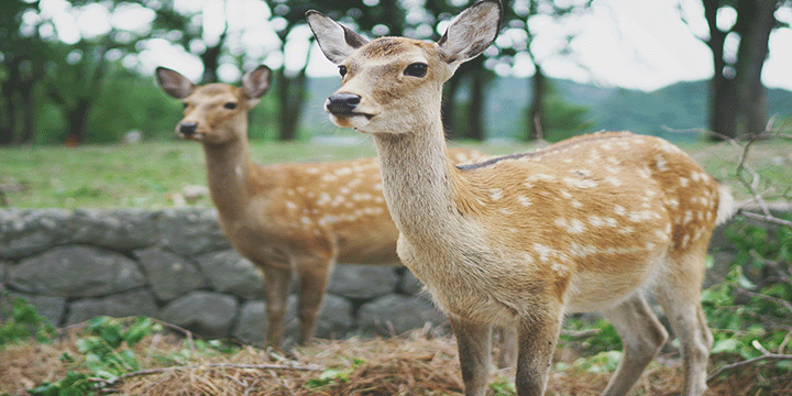 Nara Park