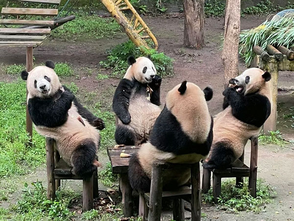 How to Visit Giant Pandas in Chongqing 2024/2025