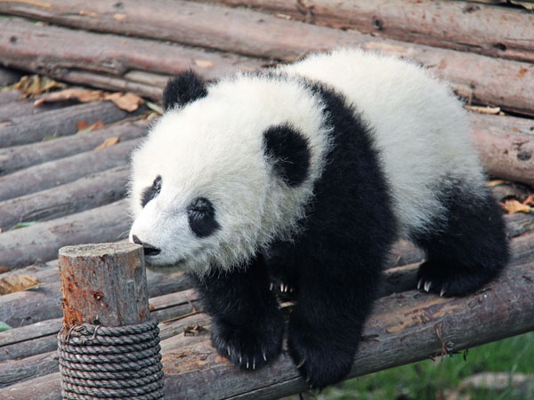 Shanghai Zoo