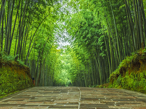 Shunan Bamboo Forest