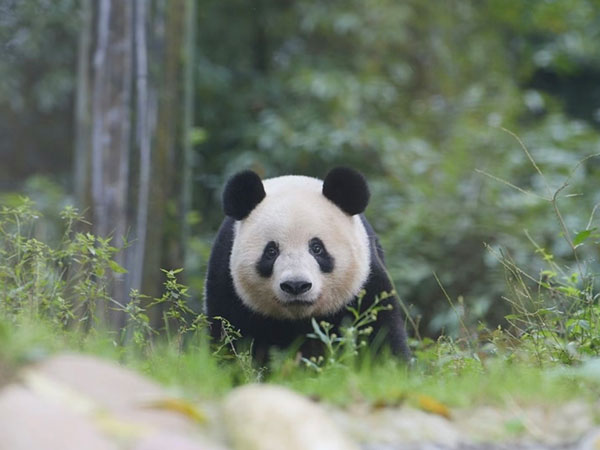 Most Famous Giant Pandas in China in 2024